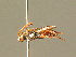  ( - BC ZSM HYM 01516)  @11 [ ] CreativeCommons - Attribution Non-Commercial Share-Alike (2010) Unspecified SNSB, Zoologische Staatssammlung Muenchen