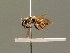  (Andrena ruficrus - BC ZSM HYM 01616)  @14 [ ] CreativeCommons - Attribution Non-Commercial Share-Alike (2010) Unspecified SNSB, Zoologische Staatssammlung Muenchen