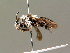  ( - BC ZSM HYM 01618)  @11 [ ] CreativeCommons - Attribution Non-Commercial Share-Alike (2010) Unspecified SNSB, Zoologische Staatssammlung Muenchen
