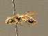  ( - BC ZSM HYM 01623)  @11 [ ] CreativeCommons - Attribution Non-Commercial Share-Alike (2010) Unspecified SNSB, Zoologische Staatssammlung Muenchen