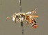  (Andrena labiata - BC ZSM HYM 01627)  @14 [ ] CreativeCommons - Attribution Non-Commercial Share-Alike (2010) Unspecified SNSB, Zoologische Staatssammlung Muenchen