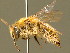  ( - BC ZSM HYM 01633)  @13 [ ] CreativeCommons - Attribution Non-Commercial Share-Alike (2010) Unspecified SNSB, Zoologische Staatssammlung Muenchen