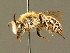  (Andrena fuscipes - BC ZSM HYM 01634)  @14 [ ] CreativeCommons - Attribution Non-Commercial Share-Alike (2010) Unspecified SNSB, Zoologische Staatssammlung Muenchen