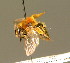  ( - BC ZSM HYM 01645)  @13 [ ] CreativeCommons - Attribution Non-Commercial Share-Alike (2010) Unspecified SNSB, Zoologische Staatssammlung Muenchen