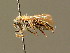  ( - BC ZSM HYM 01646)  @14 [ ] CreativeCommons - Attribution Non-Commercial Share-Alike (2010) Unspecified SNSB, Zoologische Staatssammlung Muenchen