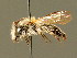  ( - BC ZSM HYM 01647)  @11 [ ] CreativeCommons - Attribution Non-Commercial Share-Alike (2010) Unspecified SNSB, Zoologische Staatssammlung Muenchen