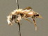  (Andrena fulvata - BC ZSM HYM 01648)  @14 [ ] CreativeCommons - Attribution Non-Commercial Share-Alike (2010) Unspecified SNSB, Zoologische Staatssammlung Muenchen