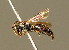  ( - BC ZSM HYM 01650)  @12 [ ] CreativeCommons - Attribution Non-Commercial Share-Alike (2010) Unspecified SNSB, Zoologische Staatssammlung Muenchen