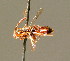  (Nomada bluethgeni - BC ZSM HYM 01660)  @15 [ ] CreativeCommons - Attribution Non-Commercial Share-Alike (2010) Unspecified SNSB, Zoologische Staatssammlung Muenchen