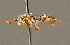  (Nomada castellana - BC ZSM HYM 01661)  @15 [ ] CreativeCommons - Attribution Non-Commercial Share-Alike (2010) Unspecified SNSB, Zoologische Staatssammlung Muenchen