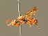 ( - BC ZSM HYM 01662)  @11 [ ] CreativeCommons - Attribution Non-Commercial Share-Alike (2010) Unspecified SNSB, Zoologische Staatssammlung Muenchen
