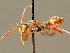  ( - BC ZSM HYM 01664)  @14 [ ] CreativeCommons - Attribution Non-Commercial Share-Alike (2010) Unspecified SNSB, Zoologische Staatssammlung Muenchen