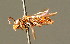 ( - BC ZSM HYM 01666)  @14 [ ] CreativeCommons - Attribution Non-Commercial Share-Alike (2010) Unspecified SNSB, Zoologische Staatssammlung Muenchen