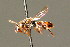  ( - BC ZSM HYM 01667)  @14 [ ] CreativeCommons - Attribution Non-Commercial Share-Alike (2010) Unspecified SNSB, Zoologische Staatssammlung Muenchen