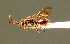  ( - BC ZSM HYM 01668)  @13 [ ] CreativeCommons - Attribution Non-Commercial Share-Alike (2010) Unspecified SNSB, Zoologische Staatssammlung Muenchen