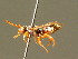  (Nomada errans - BC ZSM HYM 01671)  @11 [ ] CreativeCommons - Attribution Non-Commercial Share-Alike (2010) Unspecified SNSB, Zoologische Staatssammlung Muenchen