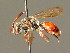  ( - BC ZSM HYM 01677)  @14 [ ] CreativeCommons - Attribution Non-Commercial Share-Alike (2010) Unspecified SNSB, Zoologische Staatssammlung Muenchen