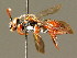  ( - BC ZSM HYM 01678)  @14 [ ] CreativeCommons - Attribution Non-Commercial Share-Alike (2010) Unspecified SNSB, Zoologische Staatssammlung Muenchen