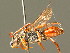  ( - BC ZSM HYM 01679)  @11 [ ] CreativeCommons - Attribution Non-Commercial Share-Alike (2010) Unspecified SNSB, Zoologische Staatssammlung Muenchen