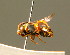  ( - BC ZSM HYM 01682)  @13 [ ] CreativeCommons - Attribution Non-Commercial Share-Alike (2010) Unspecified SNSB, Zoologische Staatssammlung Muenchen