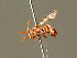  ( - BC ZSM HYM 01689)  @11 [ ] CreativeCommons - Attribution Non-Commercial Share-Alike (2010) Unspecified SNSB, Zoologische Staatssammlung Muenchen