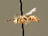  ( - BC ZSM HYM 01693)  @14 [ ] CreativeCommons - Attribution Non-Commercial Share-Alike (2010) Unspecified SNSB, Zoologische Staatssammlung Muenchen