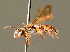  ( - BC ZSM HYM 01694)  @11 [ ] CreativeCommons - Attribution Non-Commercial Share-Alike (2010) Unspecified SNSB, Zoologische Staatssammlung Muenchen