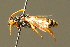  ( - BC ZSM HYM 01695)  @12 [ ] CreativeCommons - Attribution Non-Commercial Share-Alike (2010) Unspecified SNSB, Zoologische Staatssammlung Muenchen