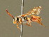 (Nomada guttulata - BC ZSM HYM 01697)  @15 [ ] CreativeCommons - Attribution Non-Commercial Share-Alike (2010) Unspecified SNSB, Zoologische Staatssammlung Muenchen