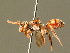  ( - BC ZSM HYM 01699)  @11 [ ] CreativeCommons - Attribution Non-Commercial Share-Alike (2010) Unspecified SNSB, Zoologische Staatssammlung Muenchen