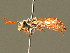  ( - BC ZSM HYM 01700)  @15 [ ] CreativeCommons - Attribution Non-Commercial Share-Alike (2010) Unspecified SNSB, Zoologische Staatssammlung Muenchen