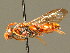  (Nomada hirtipes - BC ZSM HYM 01701)  @15 [ ] CreativeCommons - Attribution Non-Commercial Share-Alike (2010) Unspecified SNSB, Zoologische Staatssammlung Muenchen