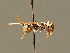  ( - BC ZSM HYM 01709)  @11 [ ] CreativeCommons - Attribution Non-Commercial Share-Alike (2010) Unspecified SNSB, Zoologische Staatssammlung Muenchen