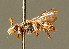  ( - BC ZSM HYM 01710)  @11 [ ] CreativeCommons - Attribution Non-Commercial Share-Alike (2010) Unspecified SNSB, Zoologische Staatssammlung Muenchen
