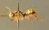  ( - BC ZSM HYM 01714)  @11 [ ] CreativeCommons - Attribution Non-Commercial Share-Alike (2010) Unspecified SNSB, Zoologische Staatssammlung Muenchen