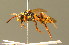  (Nomada melathoracica - BC ZSM HYM 01716)  @15 [ ] CreativeCommons - Attribution Non-Commercial Share-Alike (2010) Unspecified SNSB, Zoologische Staatssammlung Muenchen