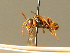  (Nomada tormentillae - BC ZSM HYM 01719)  @14 [ ] CreativeCommons - Attribution Non-Commercial Share-Alike (2010) Unspecified SNSB, Zoologische Staatssammlung Muenchen