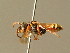  ( - BC ZSM HYM 01721)  @14 [ ] CreativeCommons - Attribution Non-Commercial Share-Alike (2010) Unspecified SNSB, Zoologische Staatssammlung Muenchen