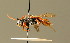  (Nomada mutabilis - BC ZSM HYM 01723)  @16 [ ] CreativeCommons - Attribution Non-Commercial Share-Alike (2010) Unspecified SNSB, Zoologische Staatssammlung Muenchen