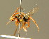  ( - BC ZSM HYM 01727)  @11 [ ] CreativeCommons - Attribution Non-Commercial Share-Alike (2010) Unspecified SNSB, Zoologische Staatssammlung Muenchen