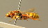  (Nomada mutica - BC ZSM HYM 01728)  @16 [ ] CreativeCommons - Attribution Non-Commercial Share-Alike (2010) Unspecified SNSB, Zoologische Staatssammlung Muenchen