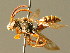  (Nomada opaca - BC ZSM HYM 01732)  @15 [ ] CreativeCommons - Attribution Non-Commercial Share-Alike (2010) Unspecified SNSB, Zoologische Staatssammlung Muenchen