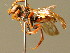  ( - BC ZSM HYM 01733)  @13 [ ] CreativeCommons - Attribution Non-Commercial Share-Alike (2010) Unspecified SNSB, Zoologische Staatssammlung Muenchen