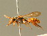  ( - BC ZSM HYM 01734)  @11 [ ] CreativeCommons - Attribution Non-Commercial Share-Alike (2010) Unspecified SNSB, Zoologische Staatssammlung Muenchen