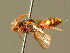  ( - BC ZSM HYM 01735)  @11 [ ] CreativeCommons - Attribution Non-Commercial Share-Alike (2010) Unspecified SNSB, Zoologische Staatssammlung Muenchen