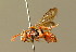  (Nomada pleurosticta - BC ZSM HYM 01736)  @14 [ ] CreativeCommons - Attribution Non-Commercial Share-Alike (2010) Unspecified SNSB, Zoologische Staatssammlung Muenchen