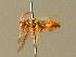  (Nomada rhenana - BC ZSM HYM 01740)  @11 [ ] CreativeCommons - Attribution Non-Commercial Share-Alike (2010) Unspecified SNSB, Zoologische Staatssammlung Muenchen