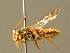  ( - BC ZSM HYM 01741)  @11 [ ] CreativeCommons - Attribution Non-Commercial Share-Alike (2010) Unspecified SNSB, Zoologische Staatssammlung Muenchen