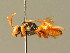  ( - BC ZSM HYM 01742)  @11 [ ] CreativeCommons - Attribution Non-Commercial Share-Alike (2010) Unspecified SNSB, Zoologische Staatssammlung Muenchen