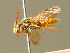  ( - BC ZSM HYM 01743)  @11 [ ] CreativeCommons - Attribution Non-Commercial Share-Alike (2010) Unspecified SNSB, Zoologische Staatssammlung Muenchen